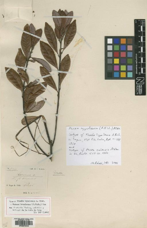 Persea hypoleuca (A.Rich.) Mez - BM000758965