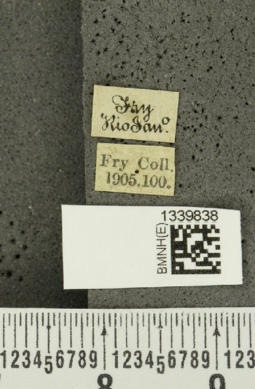 Anisobrotica notaticollis (Baly, 1889) - BMNHE_1339838_label_22414