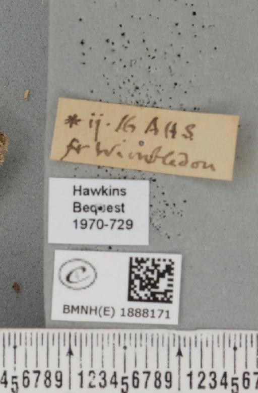 Apocheima hispidaria (Denis & Schiffermüller, 1775) - BMNHE_1888171_label_455550