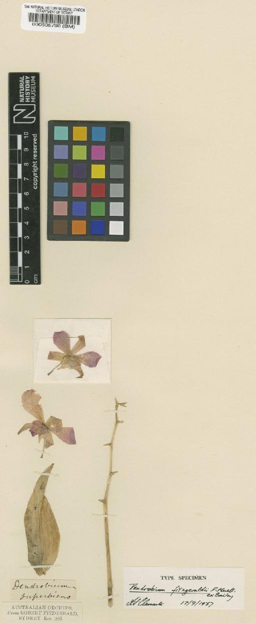 Dendrobium superbiens Rchb.f. - BM000505798