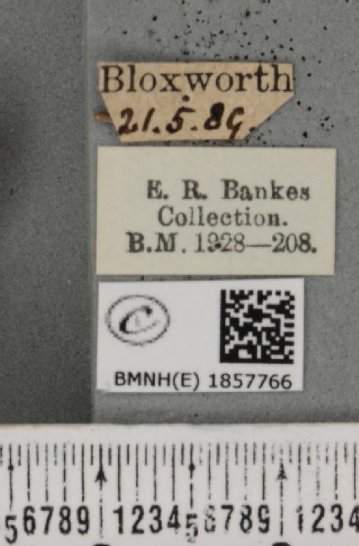 Pseudopanthera macularia (Linnaeus, 1758) - BMNHE_1857766_label_429548