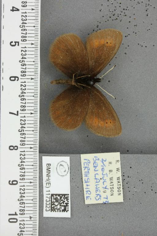 Erebia epiphron mnemon f. scotica Cooke, 1943 - BMNHE_1173323_29274