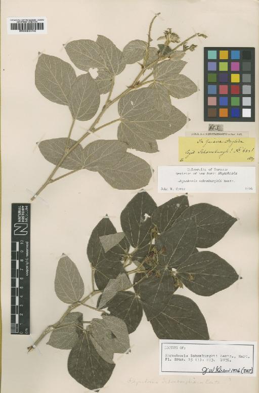 Rhynchosia schomburgkii Benth. - BM000931745