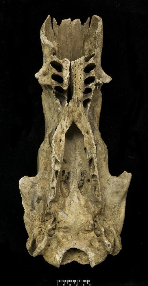 Scelidotherium chiliense Lydekker, 1896 - Scelidotherium