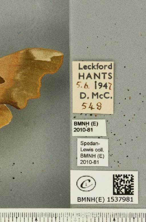 Euthrix potatoria ab. extrema Tutt, 1902 - BMNHE_1537981_label_240500