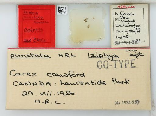 Iziphya punctata Hille Ris Lambers, 1960 - 015273587_112838_740616_7904078_Type