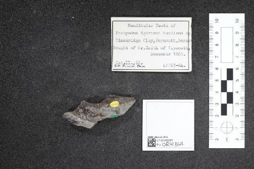 Ischyodus egertoni infraphylum Gnathostomata Buckland, 1835 - 010038581_L010040998