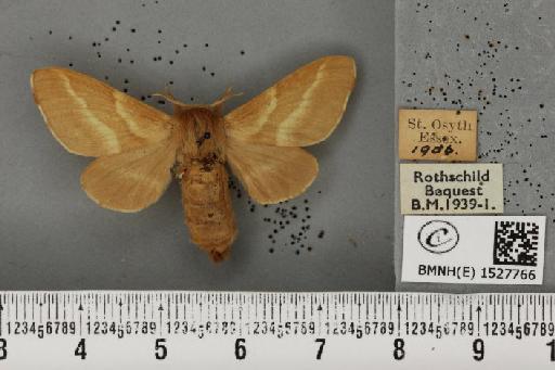 Malacosoma castrensis ab. virgata Tutt, 1900 - BMNHE_1527766_199416