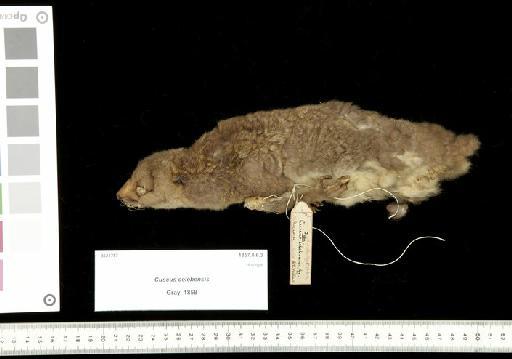 Cuscus celebensis Gray, 1858 - 1857.8.6.3_Skin_Lateral Left