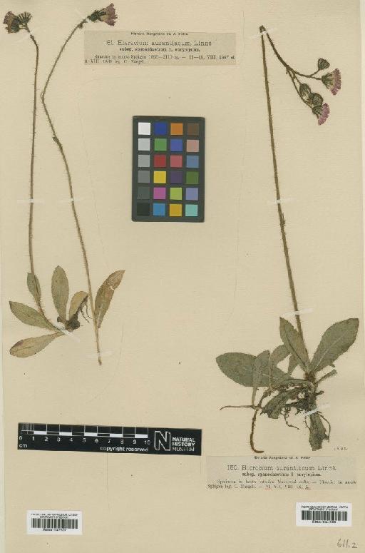 Hieracium aurantiacum subsp. spanochaetium Nägeli & Peter - BM001047508
