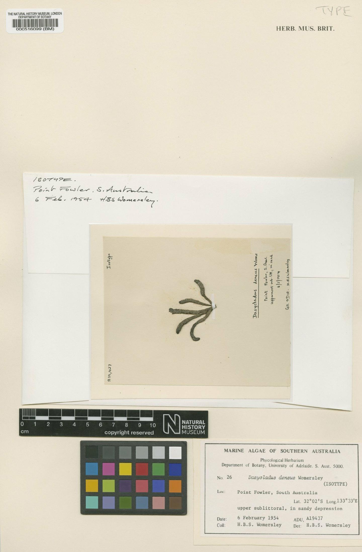 To NHMUK collection (Dasycladus densus Womersley; Isotype; NHMUK:ecatalogue:4830797)