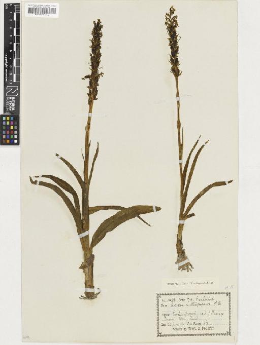 Orchis anthropophora (L.) All. - BM001057219