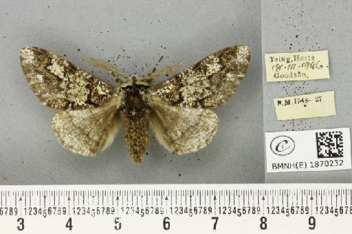 Biston strataria (Hufnagel, 1767) - BMNHE_1870232_460626