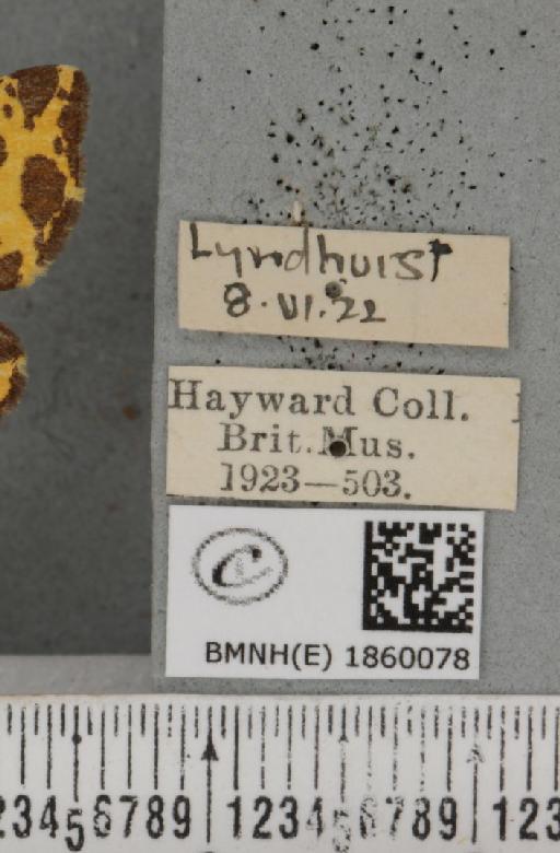 Pseudopanthera macularia (Linnaeus, 1758) - BMNHE_1860078_label_439518