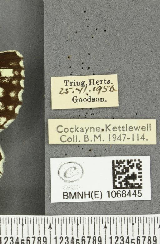 Melanargia galathea serena Verity, 1913 - BMNHE_1068445_label_34341