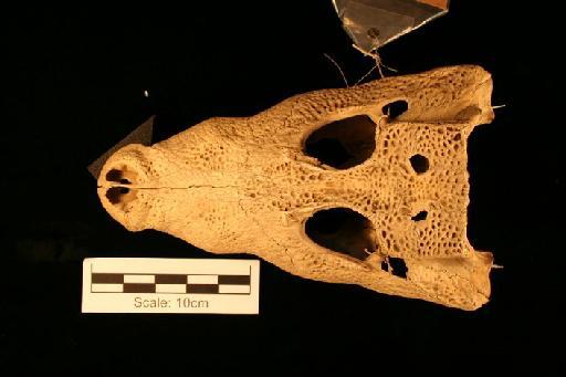 Osteolaemus tetraspis Cope, 1861 - O_tetraspis_62.6.30.5(cran5)