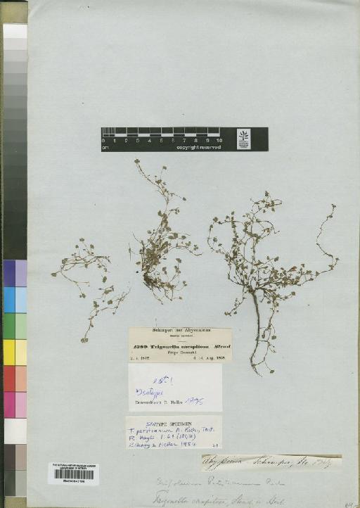 Trifolium petitianum A.Rich. - BM000843186