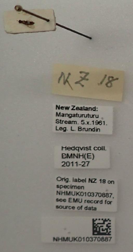 Eulophidae Westwood, 1829 - NZ 18 010370887 labels