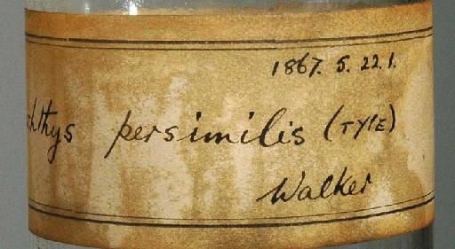 Chrysichthys persimilis Günther, 1899 - 1867.5.22.1; Chrysichthys persimilis; image of jar label; ACSI project image