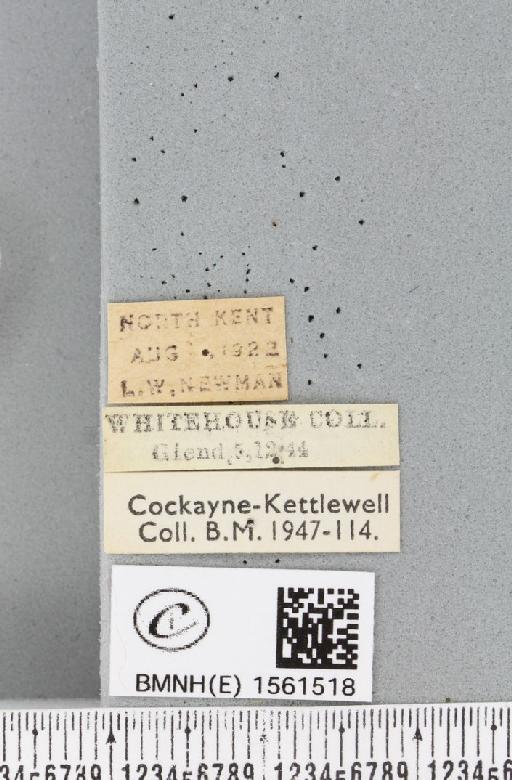 Leucoma salicis (Linnaeus, 1758) - BMNHE_1561518_label_251136