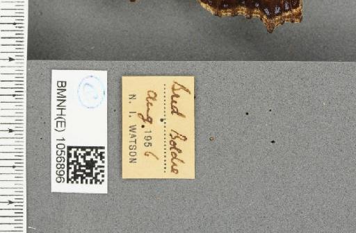Aglais urticae ab. pseudoconnexa Cabeau, 1927 - BMNHE_1056896_label_46577