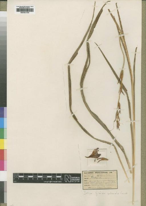 Gladiolus puberulus Vaupel - BM000922050