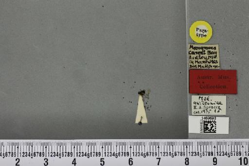 Melanagromyza avicenniae Spencer, 1977 - BMNHE_1469693_45119