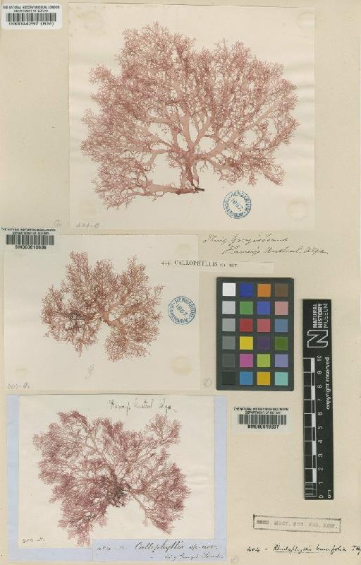 Craspedocarpus tenuifolius (Harv.) Min-Thein & Womersley - BM000619636