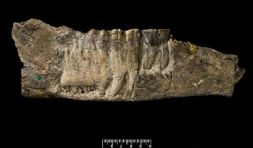 Metridiochoerus hopwoodi (Leakey, 1958) - M14685a