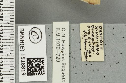 Malacosoma neustria (Linnaeus, 1758) - BMNHE_1518819_label_189946