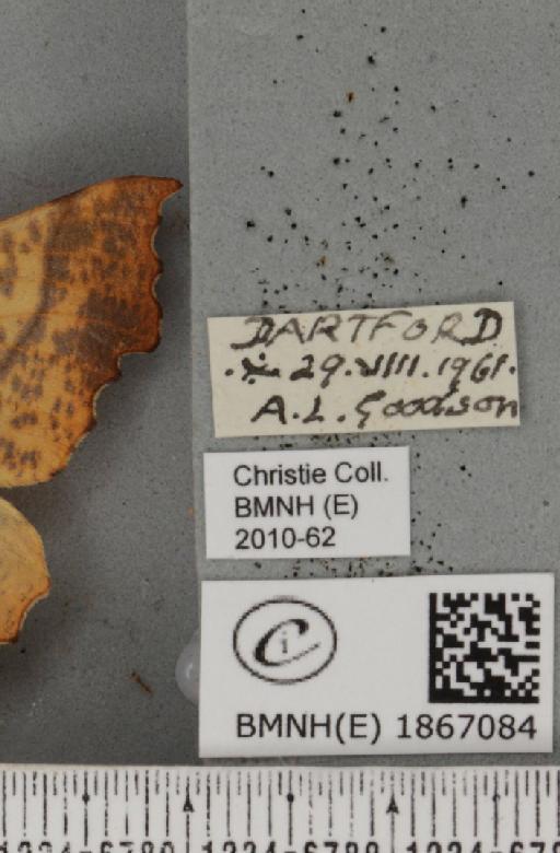 Ennomos autumnaria (Werneburg, 1859) - BMNHE_1867084_label_432241