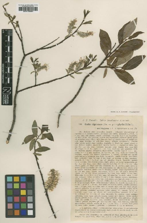 Salix nigricans Sm. - BM001066894