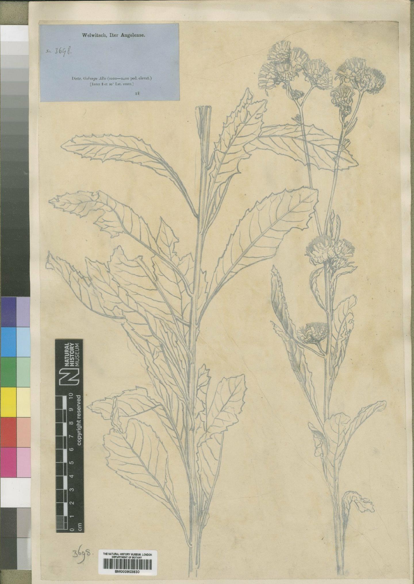 To NHMUK collection (Vernonia rigidifolia Hiern; NHMUK:ecatalogue:4528851)