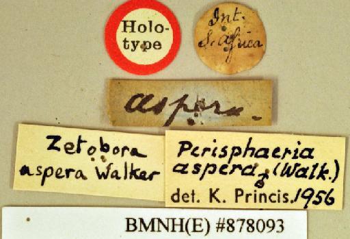 Zetobora aspera Walker, 1868 - Zetobora aspera Walker, F, 1868, male, holotype, labels. Photographer: Heidi Hopkins. BMNH(E)#878093