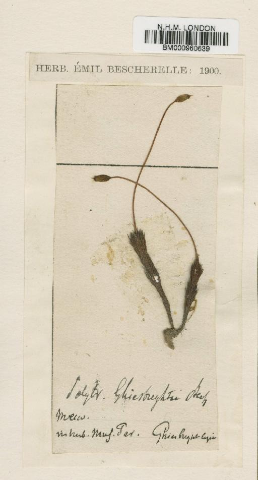 Polytrichum juniperinum Hedw. - BM000960639