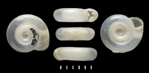 Planorbis obstructus subterclass Tectipleura Morelet, 1849 - 1893.2.4.568-570, Syntypes, Planorbis obstructus Morelet, 1849