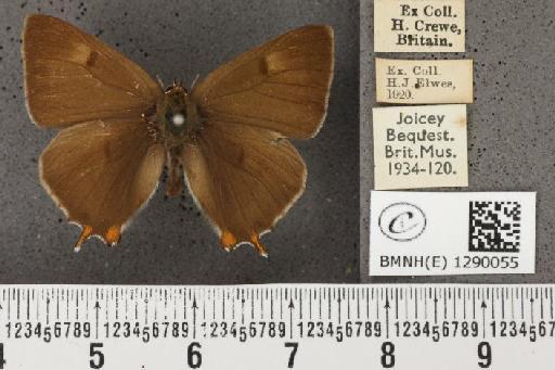 Thecla betulae (Linnaeus, 1758) - BMNHE_1290055_128419