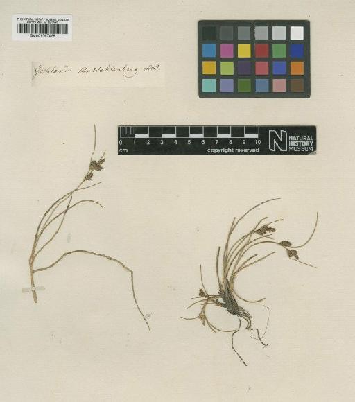 Carex extensa Gooden. - BM001067069