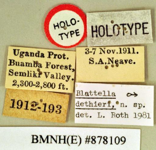 Blattella dethieri Roth, 1985 - Blattella dethieri Roth, 1985, male, holotype, labels. Photographer: Heidi Hopkins. BMNH(E)#878109