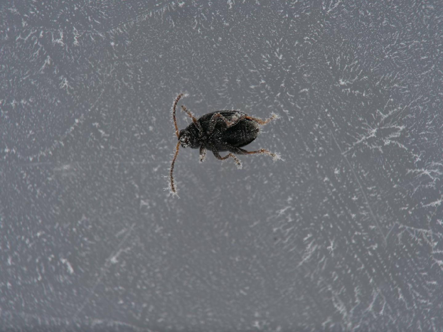 Phyllotreta exclamationis