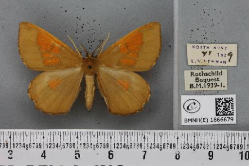 Angerona prunaria ab. aureocincta Oberthür, 1912 - BMNHE_1866679_431293