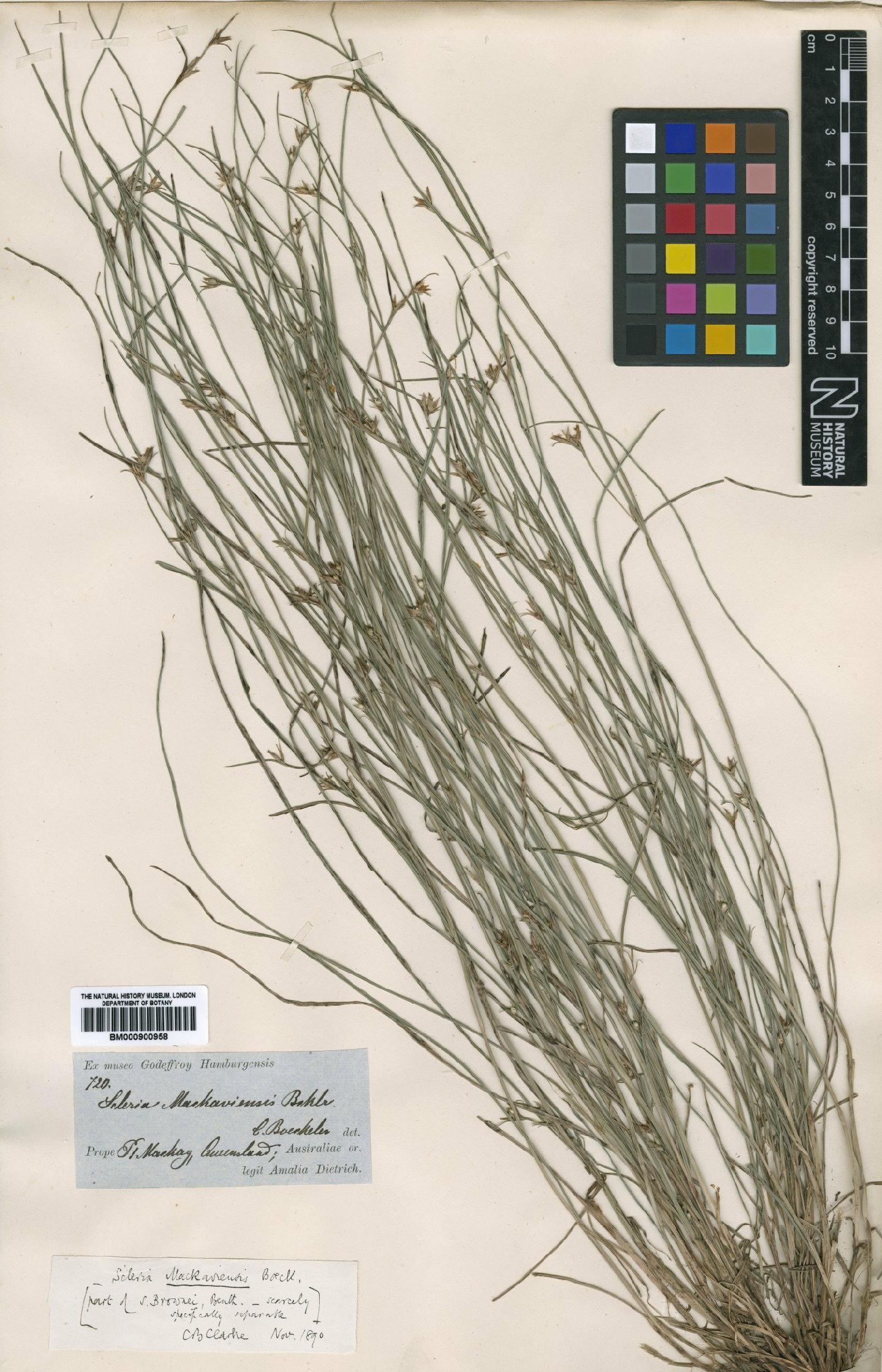 To the Natural History Museum, London (Scleria mackaviensis Boeckeler BM000900958 type 1)