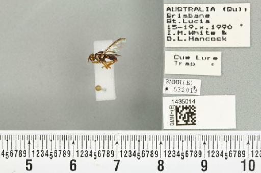 Bactrocera (Bactrocera) bryoniae (Tryon, 1927) - BMNHE_1435014_28423