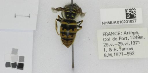 Vespula vulgaris (Linnaeus, 1758) - 010201827_Vespula_vulgaris_dorsal_1