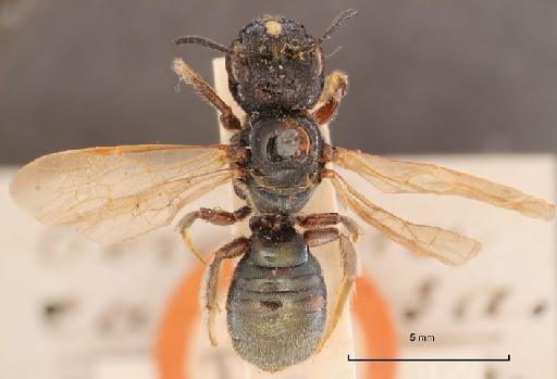 Ceratina capitosa Smith, F., 1879 - Ceratina capitosa type 17b.325 habitus dorsal