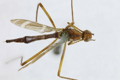 Calobata compressus Walker, 1853 - Metopochaetus compressus HT dorsal habitus