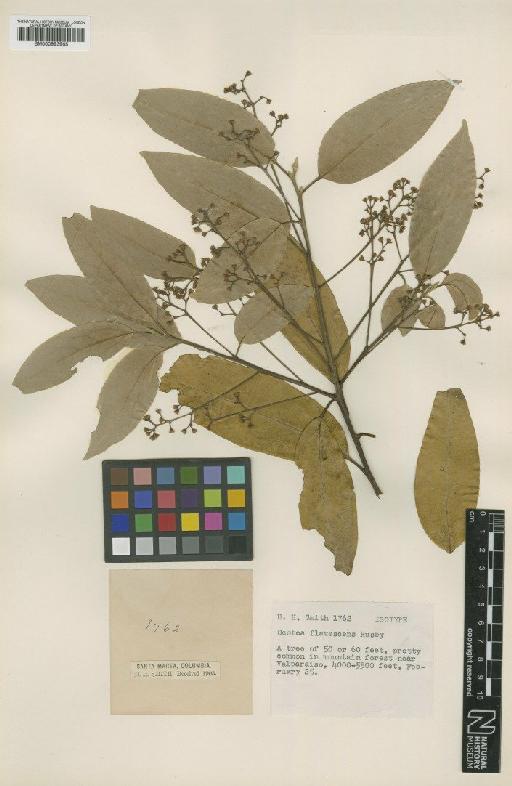 Ocotea flavescens Rusby - BM000993965