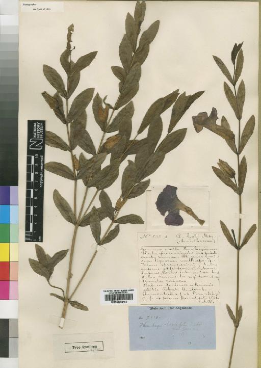 Thunbergia lancifolia Anderson - BM000838402
