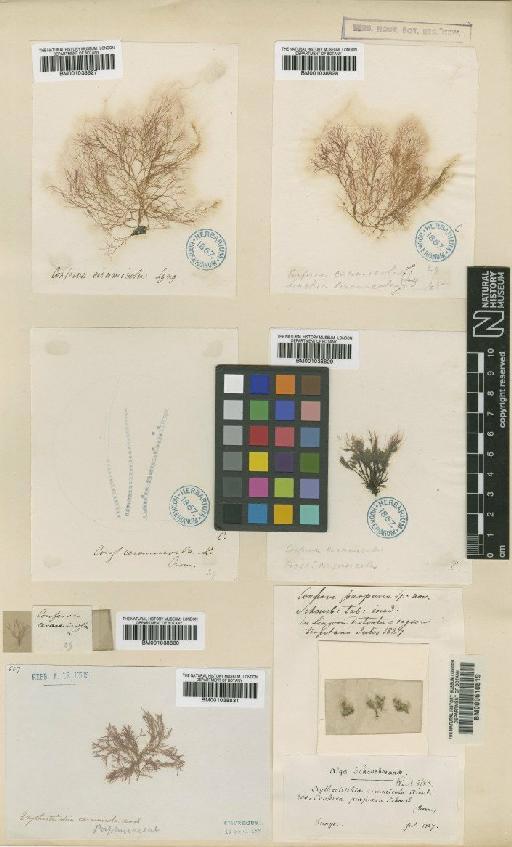 Erythrotrichia carnea (Dillwyn) J.Agardh - BM001038830