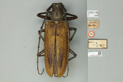 Batocera cinnamonea Pascoe, 1866 - 013907512_Labels_Dorsal
